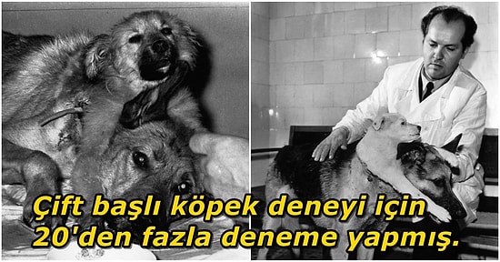 Ünlü Çift Başlı Köpek Deneyi ile Tüm Dünyayı Şaşkına Çeviren Bilim İnsanı Vladimir Demikhov