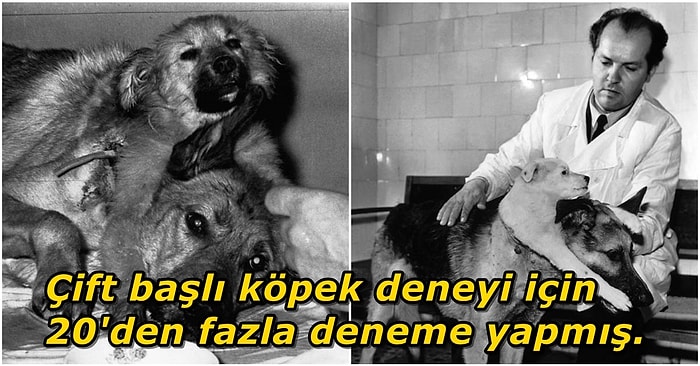 Ünlü Çift Başlı Köpek Deneyi ile Tüm Dünyayı Şaşkına Çeviren Bilim İnsanı Vladimir Demikhov