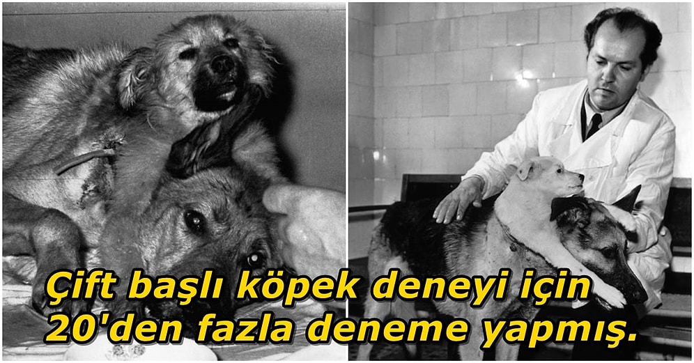 Ünlü Çift Başlı Köpek Deneyi ile Tüm Dünyayı Şaşkına Çeviren Bilim İnsanı Vladimir Demikhov