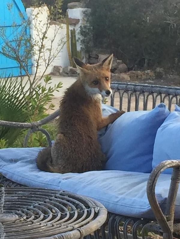 8. Посмотрите, кого я нашел у себя во дворе!