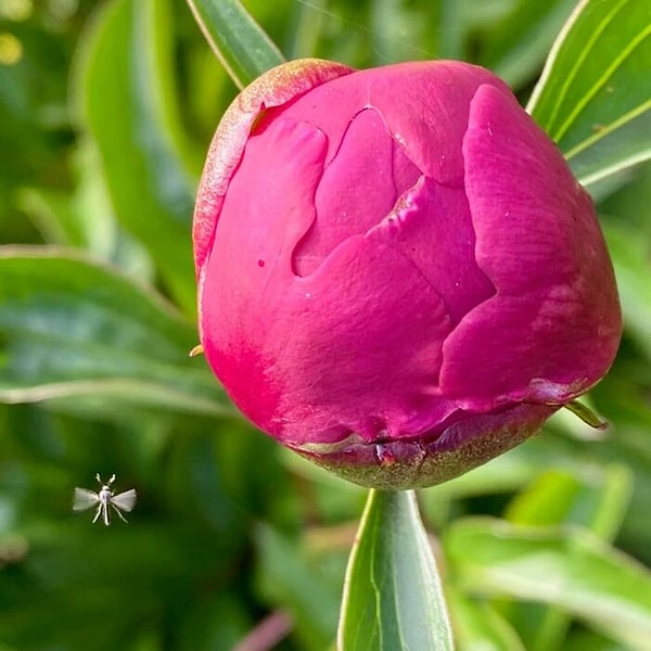 19. Фотобомбы от насекомых - самые лучшие!