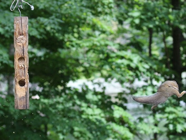 25. Такое не каждый день увидешь.
