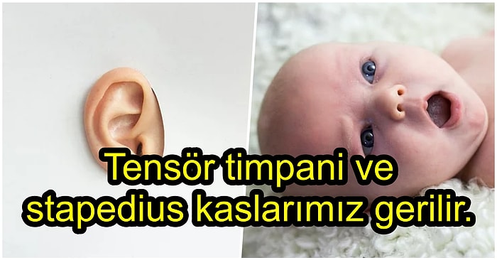 Esnerken Etrafımızdaki Sesleri Duyma Becerimiz Neden Azalır?