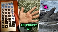 Hep Aynı Şeyleri Görmekten Sıkılanları İlginçliğe Doyuracak Birbirinden Acayip 17 Yeni Görsel