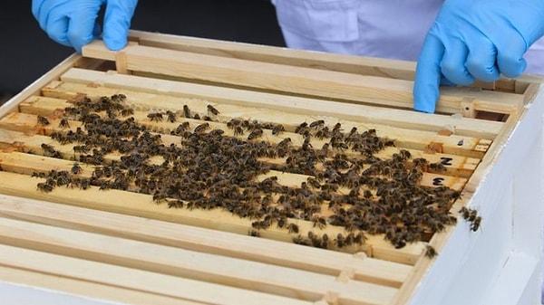 Böcek uzmanı Peter Berx'e göre, bal arıları, koku alma konusunda bir köpekten yüz kat daha iyi.