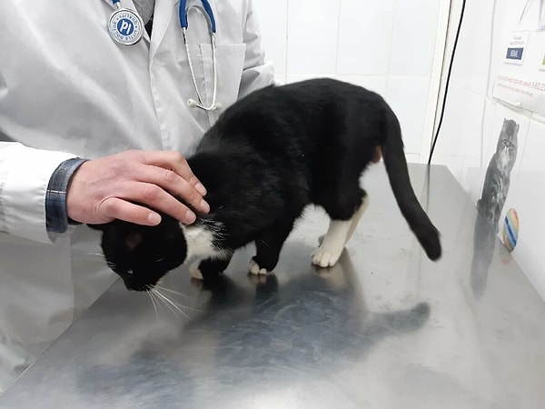 Он сразу же доставил его к ветеринару. Котик не пострадал, оказался домашним.