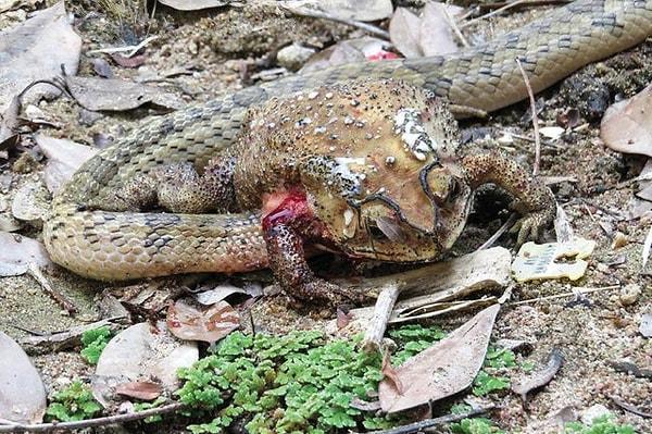 15. Bir kurbağayı canlı canlı yiyen kukri yılanı: