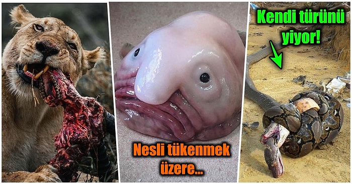 Doğanın Korkutucu Yüzünü İliklerinize Kadar Hissetmenize Sebep Olacak Birbirinden Ürkütücü 17 Yeni Fotoğraf