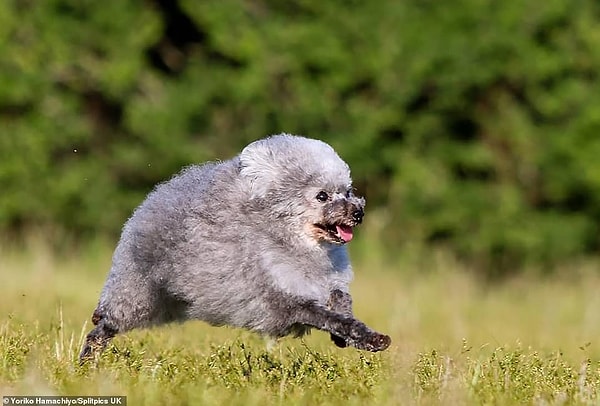 Теперь можно наблюдать, как Гома позволяет ветру пробираться сквозь его новые локоны, когда он мчится по полям Японии..