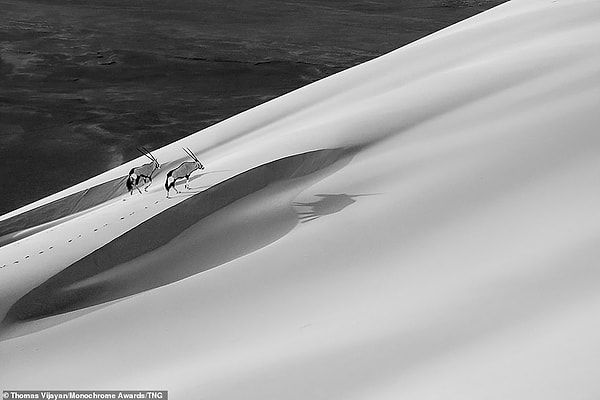 Два орикса идут по пустыне в Намибии. Гемсбок или орикс - культовый символ Намибии, изображенный на гербе страны. Победитель в категории «Профессиональная дикая природа» Томас Виджаян сказал: «Всегда приятно фотографировать животных в их естественной среде обитания».