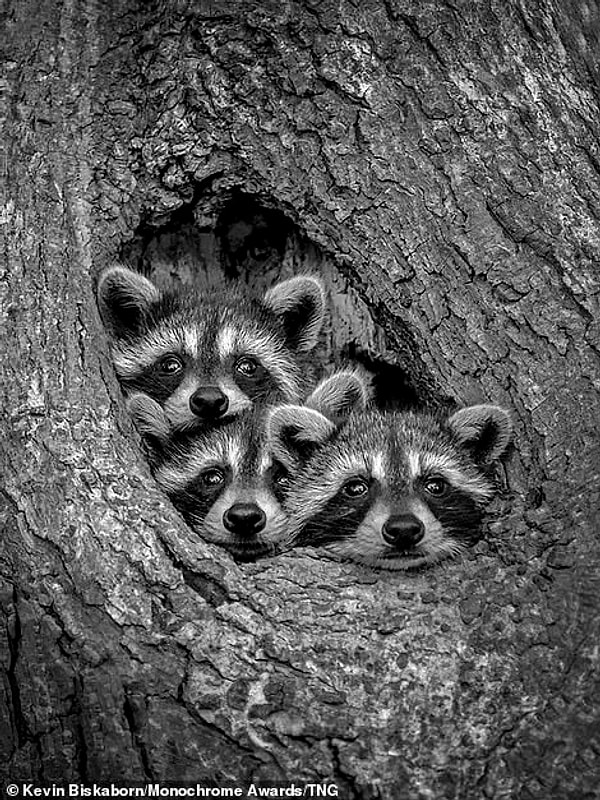Семья енотов выглядывает из дупла в юго-западном Онтарио, Канада. Фотограф Кевин Бискаборн сказал: «На самом деле в этом небольшом дупле дерева было четыре енота - эти три малыша и их гораздо более крупная мать (на фотографии не видно, поскольку малыши карабкались по ней, чтобы получить лучший обзор из ямы). Вскоре после того, как был сделан этот снимок, один из младенцев снова упал в нору, а другой забрался на голову третьего малыша».
