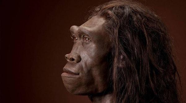 'Dik adam' anlamına gelen Homo erectus adına sahip insan türü, 2 milyon yıla yakın bir süre hayatta kalmayı başaracak kadar dirençli bir yapıya sahipti.