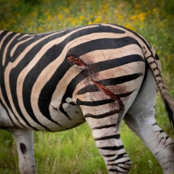 15. Bir aslan saldırısından kurtulan şanslı zebra: