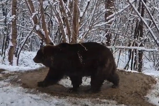 20 Yıl Hayvanat Bahçesinde Yaşayan Ayı, Doğaya Salındığında Hayali Hücresindeki Hapsine Devam Ediyor