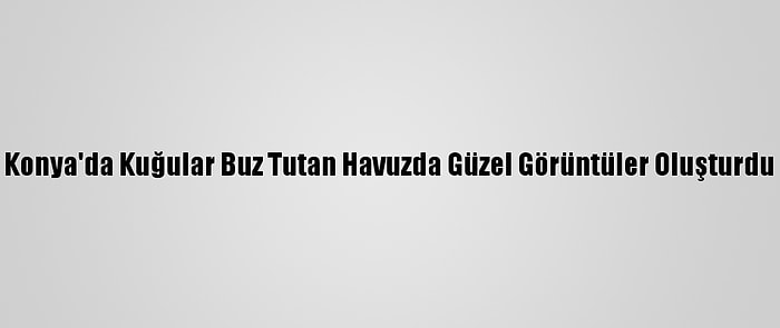 Konya'da Kuğular Buz Tutan Havuzda Güzel Görüntüler Oluşturdu