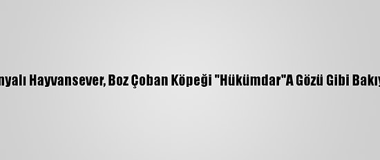 Konyalı Hayvansever, Boz Çoban Köpeği "Hükümdar"A Gözü Gibi Bakıyor