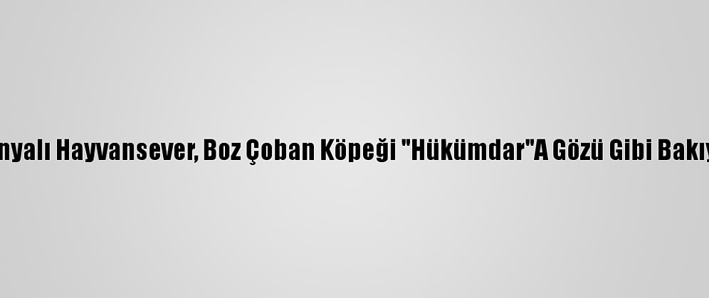 Konyalı Hayvansever, Boz Çoban Köpeği "Hükümdar"A Gözü Gibi Bakıyor