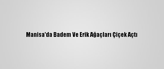 Manisa'da Badem Ve Erik Ağaçları Çiçek Açtı