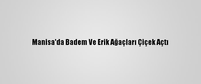 Manisa'da Badem Ve Erik Ağaçları Çiçek Açtı