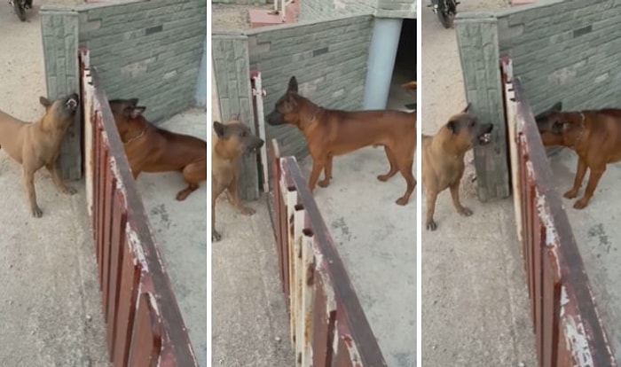 Arada Kapı Varken Birbirlerini Parçalayacak Gibi Havlayan Ancak Kapı Açılınca Sus Pus Olan Köpekler