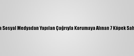 Çorum'da Sosyal Medyadan Yapılan Çağrıyla Korumaya Alınan 7 Köpek Sahiplenildi