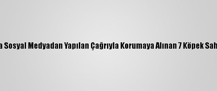 Çorum'da Sosyal Medyadan Yapılan Çağrıyla Korumaya Alınan 7 Köpek Sahiplenildi