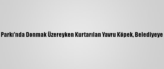 Akdağ Tabiat Parkı'nda Donmak Üzereyken Kurtarılan Yavru Köpek, Belediyeye Teslim Edildi