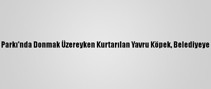 Akdağ Tabiat Parkı'nda Donmak Üzereyken Kurtarılan Yavru Köpek, Belediyeye Teslim Edildi