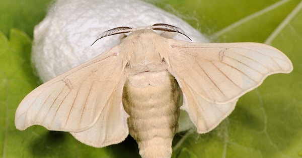 2. 650 шелкопрядов для того, чтобы сделать одну шелковую блузку