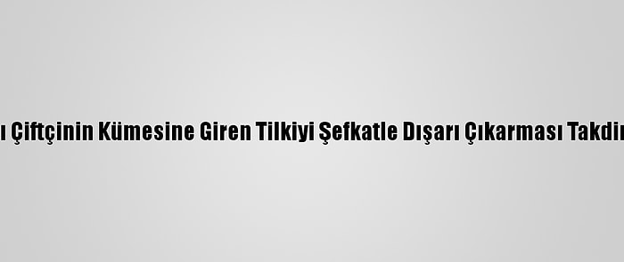 Amasyalı Çiftçinin Kümesine Giren Tilkiyi Şefkatle Dışarı Çıkarması Takdir Topladı