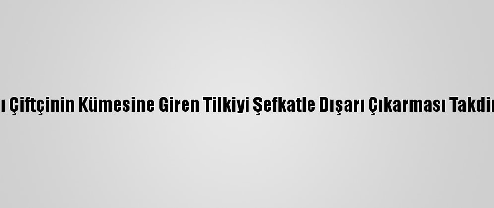 Amasyalı Çiftçinin Kümesine Giren Tilkiyi Şefkatle Dışarı Çıkarması Takdir Topladı