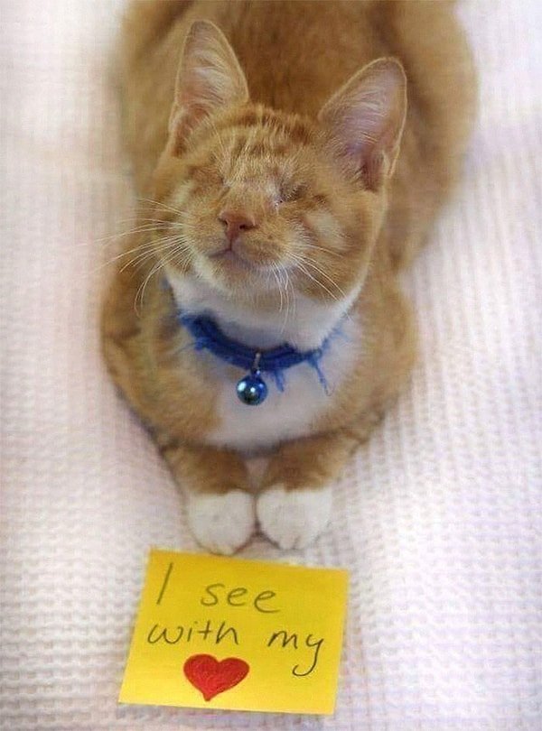 1. Я ее глаза, а она мое сердце