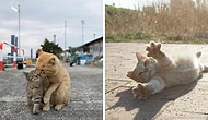 Японский фотограф запечатлел 20 уникальных личностей бездомных кошек, которые наполнят вашу душу теплом