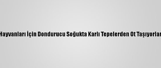 Hayvanları İçin Dondurucu Soğukta Karlı Tepelerden Ot Taşıyorlar