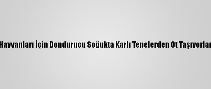 Hayvanları İçin Dondurucu Soğukta Karlı Tepelerden Ot Taşıyorlar