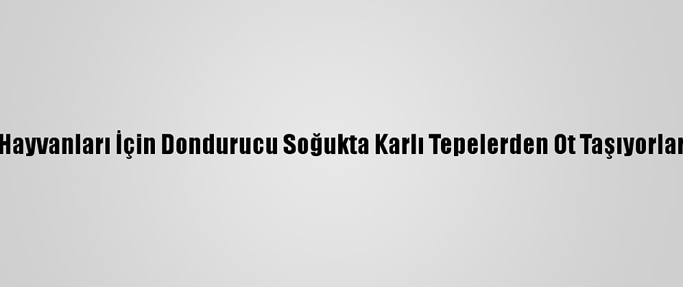 Hayvanları İçin Dondurucu Soğukta Karlı Tepelerden Ot Taşıyorlar