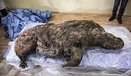 Найденный в Якутии шерстистый носорог был разморожен через 40 000 лет пребывания под ледяной могилой