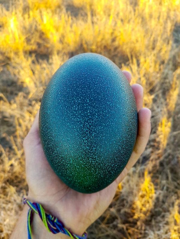 1. "Bundan birkaç yıl önce Avustralya'da bulduğum deve kuşu yumurtası:"