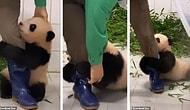 Видео, на котором детеныш панды отказывается отпускать смотрителя зоопарка и отчаянно цепляется за его ногу, бьет рекорды просмотров на Youtube
