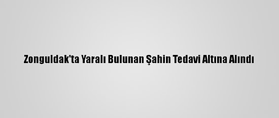 Zonguldak'ta Yaralı Bulunan Şahin Tedavi Altına Alındı