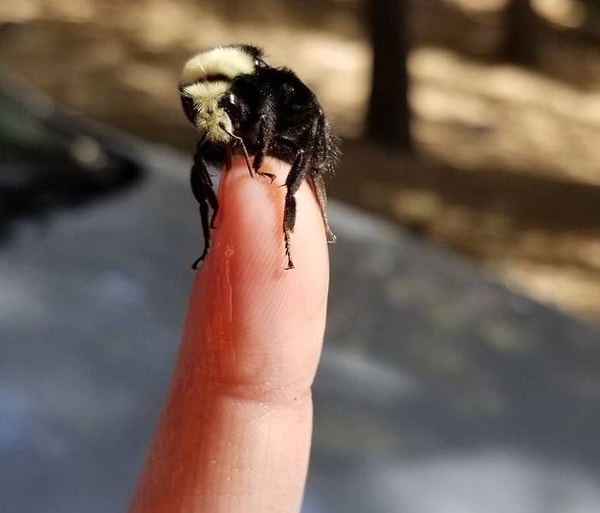 7. "Заметил этого вялого шмеля на своем ветровом стекле. Дал ему попить немного сладкой воды, и теперь этот мохнатый паренек не хочет улетать с моего пальца".