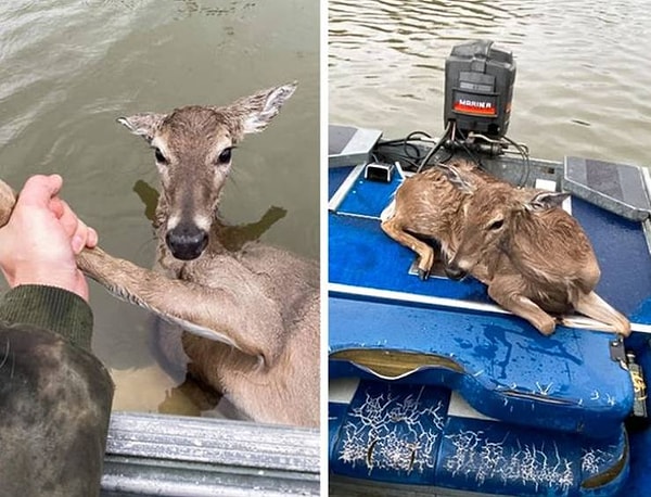 10. "Мой брат поехал на рыбалку и там спас утопающего оленя". Вот что значит оказаться в нужное время и в нужном месте!💕