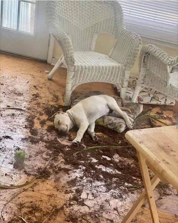 6. Когда все важные дела сделаны, можно и подремать со спокойной совестью.