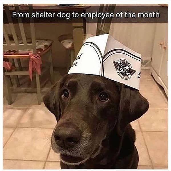 12. От приютского бродяги до лучшего работника месяца :).