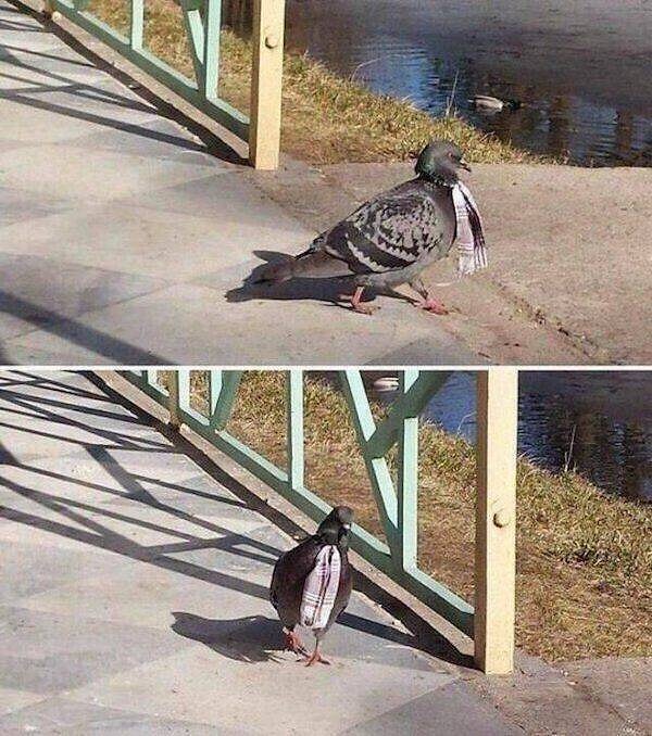 15. Ничего особенного, просто голубь в шарфе идет в магазин за семечками.