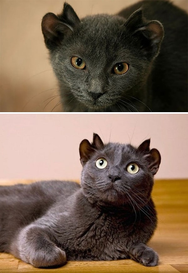 2. Кот по имени Йода родился с лишним набором ушей