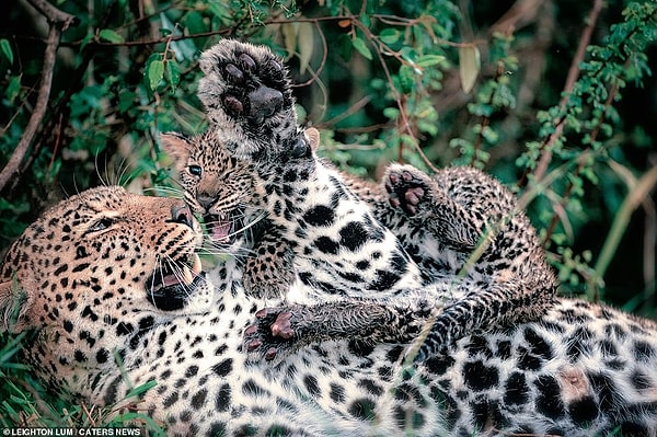 5. Все-таки кошки - они и есть кошки! Что большие и дикие, что маленькие и домашние :).