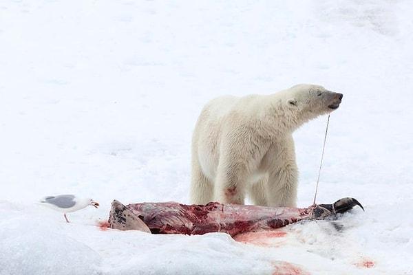 15. Ve son olarak, " Norveç'te beyaz gagalı bir yunusu paylaşan bir kutup ayısı ve martı"