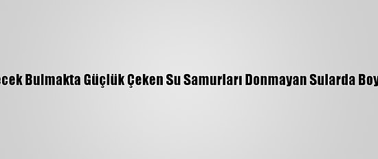 Kars'ta Yiyecek Bulmakta Güçlük Çeken Su Samurları Donmayan Sularda Boy Gösteriyor