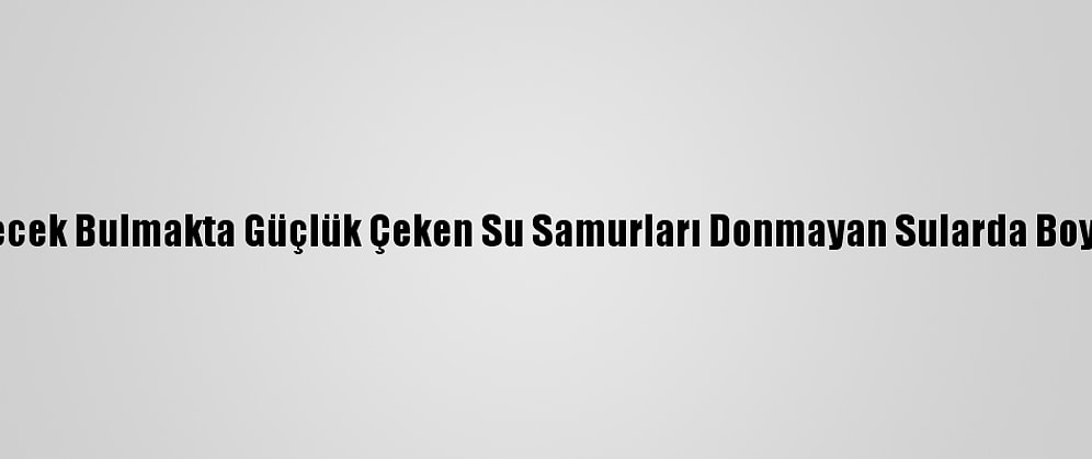 Kars'ta Yiyecek Bulmakta Güçlük Çeken Su Samurları Donmayan Sularda Boy Gösteriyor